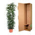 Ficus Alii King Säulenpflanze – 150 cm Bild 4