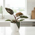 Philodendron Burgundy Princess, Ø12cm pot, approx. 25cm high Bild 3