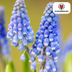 Muscari Bleu Moon - 20 Zwiebeln für leuchtend blaue Frühlingsakzente Bild 4