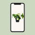 Philodendron Brasil Scandens (Ø12cm, ↕20cm) - Pflegeleichte Zimmerpflanze Bild 5