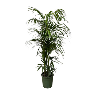 Kentia Palme 220 cm - Tropische Eleganz für Ihr Zuhause