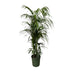 Kentia Palme 220 cm - Tropische Eleganz für Ihr Zuhause Bild 1