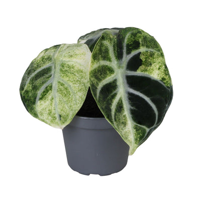 Alocasia Ninja Variegata – Seltene Zimmerpflanze mit schwarzen Blättern
