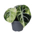 Alocasia Ninja Variegata – Seltene Zimmerpflanze mit schwarzen Blättern Bild 1