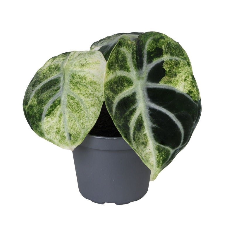 Alocasia Ninja Variegata – Seltene Zimmerpflanze mit schwarzen Blättern