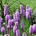 60x Liatris spicata Prachtscharte (10-25cm) Bild 6