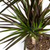 Dracaena Marginata Magenta: Elegant Houseplant, 130-150cm Bild 4