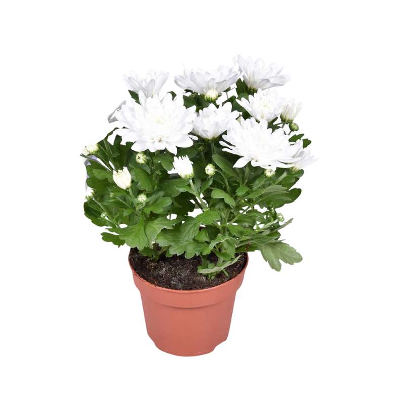 Chrysanthemum Brave - Cushion Chrysanthemum, Ø12cm, ↕26cm