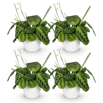 Maranta Fascinator Lemon Lime, 4 Pflanzen m. Topf, 12cm, 25cm H