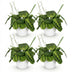 Maranta Fascinator Lemon Lime, 4 plants with pot, 12cm, 25cm H Bild 2