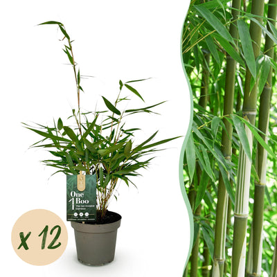 Green boutiQ Bambus Fargesia robusta Pingwu - 12x Topf 14cm