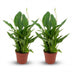 Spathiphyllum Einblatt - 2 Stück - Topf Ø 12 cm, 35-40 cm hoch Bild 1