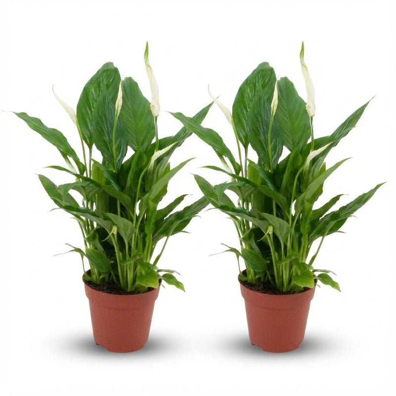 Spathiphyllum Einblatt - 2 Stück - Topf Ø 12 cm, 35-40 cm hoch