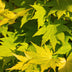 GreenboutiQ Japanischer Ahorn 'Jordan' – Gelb, 70cm, Topf 19cm Bild 6