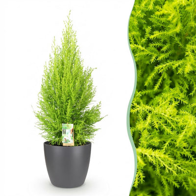Cupressus Gold Crest Wilma: Pflegeleichte Zimmerkonifere im Topf (21cm)