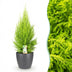 Cupressus Gold Crest Wilma: Pflegeleichte Zimmerkonifere im Topf (21cm) Bild 1