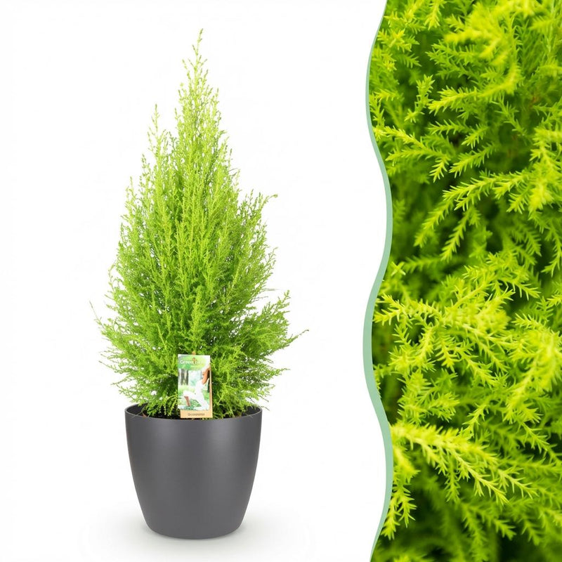 Cupressus Gold Crest Wilma: Pflegeleichte Zimmerkonifere im Topf (21cm)