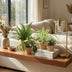 Green boutiQ Pflanzen-Mix: Chlorophytum, Maranta, Calissia, Nephrolepsis Bild 5
