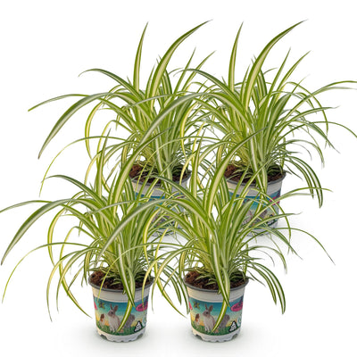Green boutiQ Chlorophytum comosum Variegatum, 4 Pflanzen, 12cm Topf