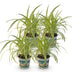 Green boutiQ Spider Plant Variegatum, 4 Plants, 12cm Pot Bild 2