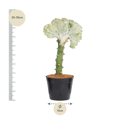 Euphorbia lactea Cristata weiß, Korallen-Kaktus, 30 cm