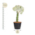 Euphorbia lactea Cristata white, Coral Cactus, 30 cm Bild 2