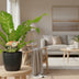 Asplenium Nidus Bird's Nest Fern, Ø17cm, ↕60cm, Anthracite Pot Bild 2