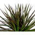 Dracaena Marginata Magenta Ø17cm - 50-70cm Bild 4