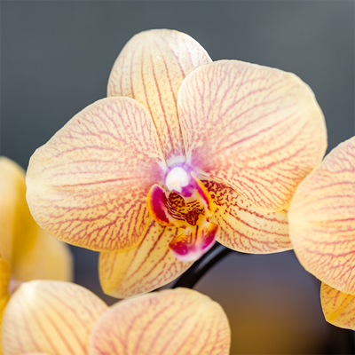 Kolibri Orchids | Sunny Bunny Orchidee gelb/rosa + Retro ocker Übertopf – Topfgröße Ø12cm | blühende Zimmerpflanze – frisch vom Züchter