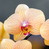 Kolibri Orchids | Sunny Bunny Orchid yellow/pink + Retro ocher pot – Pot size Ø12cm | flowering houseplant – fresh from the grower Bild 2