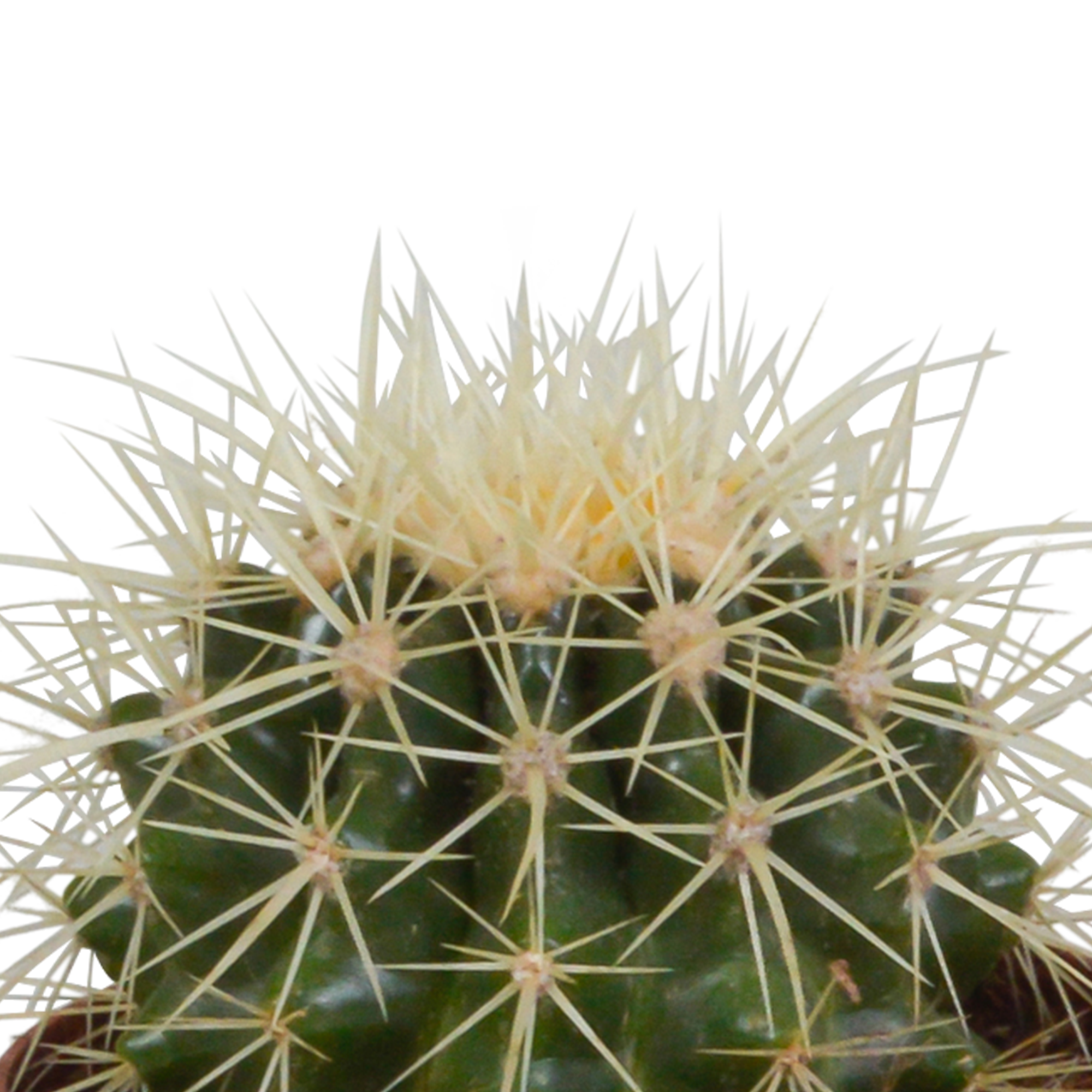Bolcactus-Mischung 8,5 cm - in witte pot
