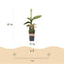 Musa Basjoo: Winterharte Japanische Faserbanane – 2 Pflanzen im 15cm Topf Bild 3
