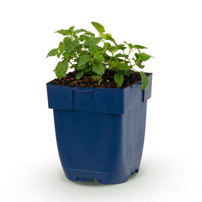 Green boutiQ - Perennial - Nepeta faassenii Snowflake - Catmint - Bee and Butterfly Attractor - White - 1 Plant - 11cm Pot - 15-25cm Height