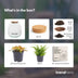 Pflanzenterrarium Emma Mini DIY-Kit mit Fittonia & Farn ↑20cm Ø19cm Bild 4