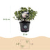 Dwarf Rhododendron Bloombux Light Pink, 2 plants in 23cm pot Bild 4