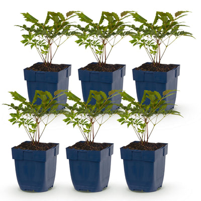 Green boutiQ - Perennial - Astilbe Tricolour - Plume Spirea - Shade - Purple - Pink - White - 6 Plants - Pot 11cm - Height 15-25cm