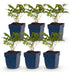 Green boutiQ - Perennial - Astilbe Tricolour - Plume Spirea - Shade - Purple - Pink - White - 6 Plants - Pot 11cm - Height 15-25cm Bild 12