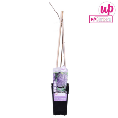 Wisteria Naga Noda (Blauer Regen) - Ø15cm - Kletterpflanze