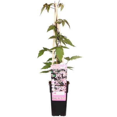 Clematis Montana 'Fragrant Spring', 65cm, Ø15cm