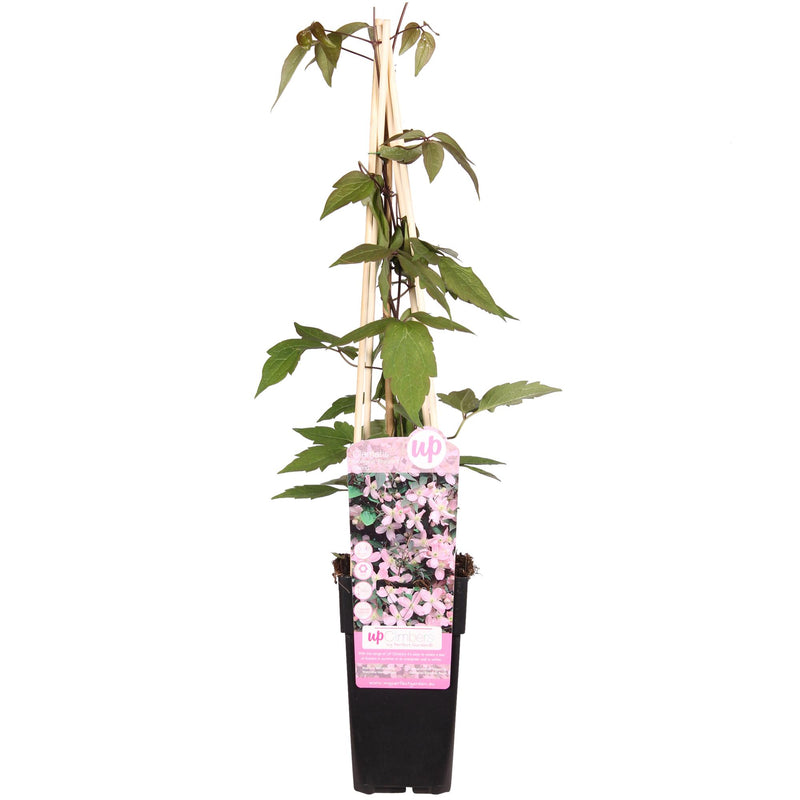 Clematis Montana 'Fragrant Spring', 65cm, Ø15cm
