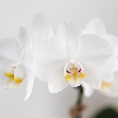 Kolibri Orchids | Weiße Amabilis Orchidee + Bold Cognac Übertopf – Topfgröße Ø9cm | blühende Zimmerpflanze – frisch vom Züchter