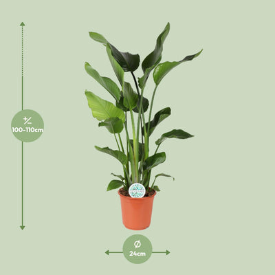 Strelitzia Nicolai (Paradiesvogelblume) - Ø24cm, 110cm hoch