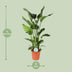 Strelitzia Nicolai (Giant White Bird of Paradise) - Ø24cm, 110cm high Bild 2