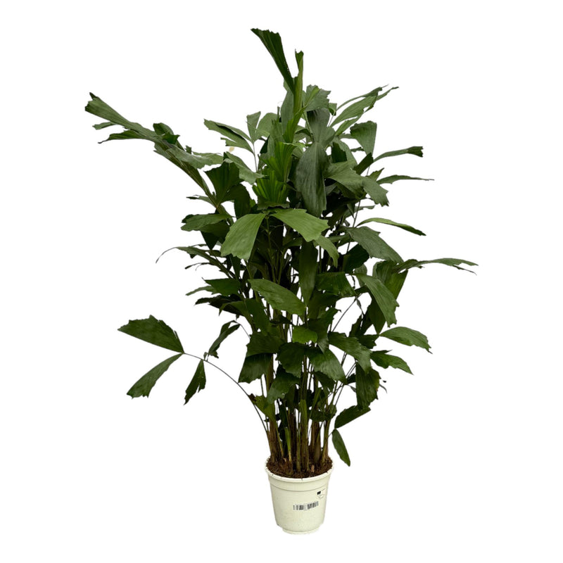 Fischschwanzpalme Caryota Mitis, 120 cm, Ø21cm