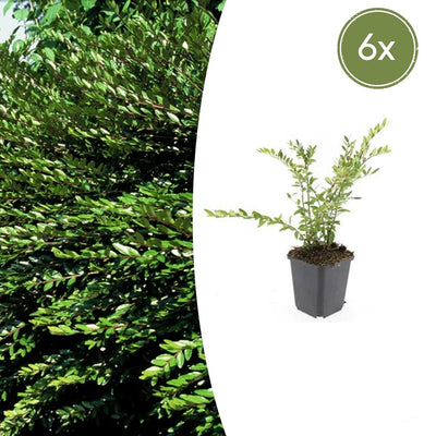 6x Lonicera pileata 'Purple Pearl' - ↕10-25cm - Ø9cm