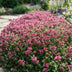 Thymus praecox Red Carpet: 6 pflegeleichte Bodendecker mit roten Blüten Bild 5