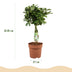 Green boutiQ - Zimmerpflanzen - Schefflera Nora - Fingerbaum - Wenig Pflege - Grün - 1 Pflanze - Topf 21cm - Höhe 70-82cm Bild 3