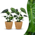Green boutiQ - Monstera Deliciosa - Fensterblatt - 2 Pflanzen - mit Seegraskorb - Topf 12cm - Höhe 30cm Bild 1
