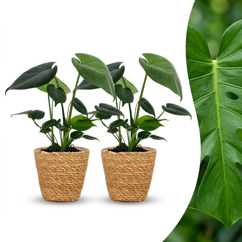 Green boutiQ - Monstera Deliciosa - Fensterblatt - 2 Pflanzen - mit Seegraskorb - Topf 12cm - Höhe 30cm