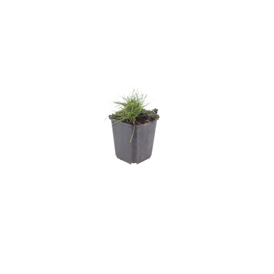 24x Zier-Schwingel 'Festuca gautieri' - 10-25cm - Ø9cm